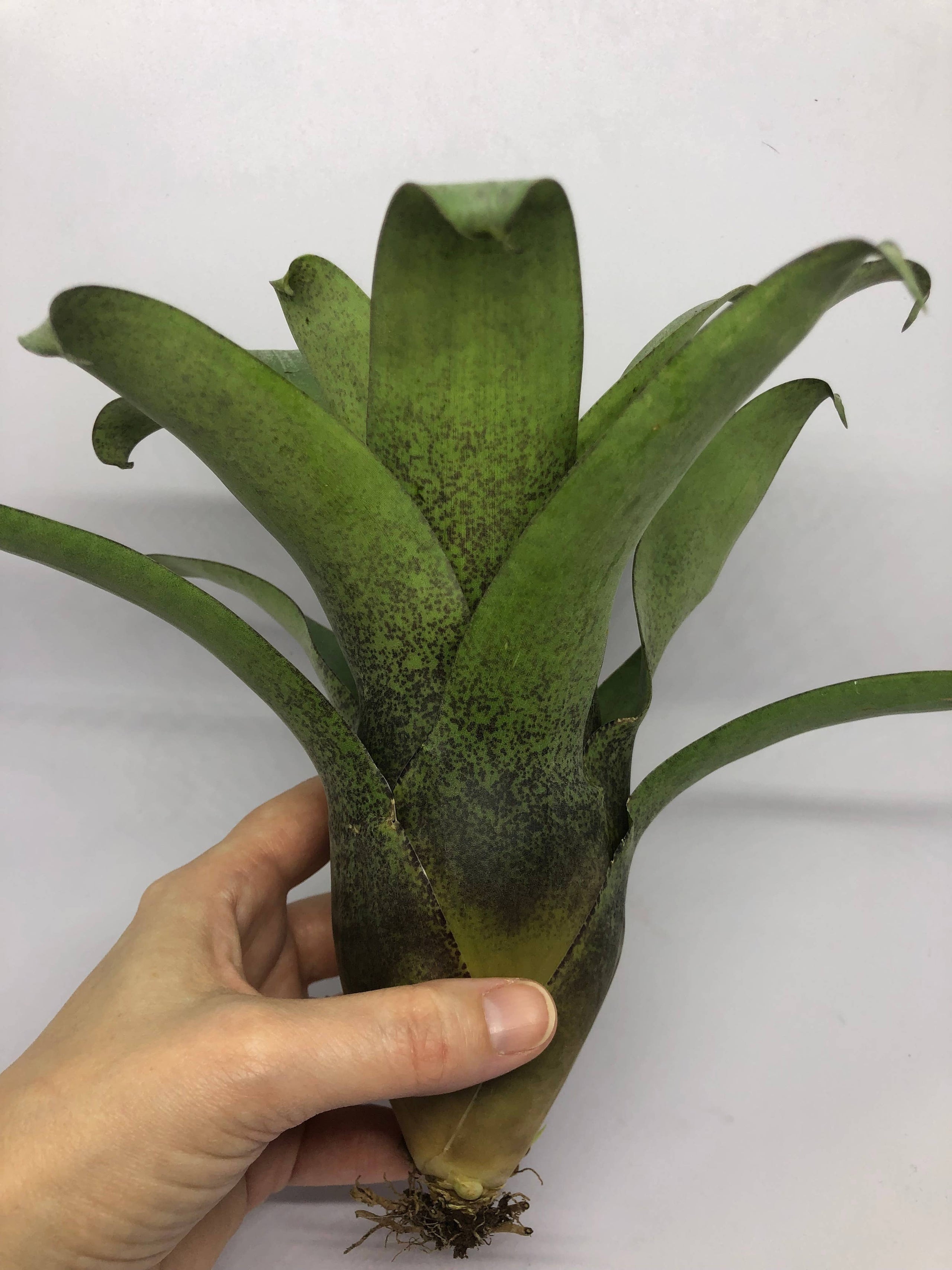 Vriesea Botafogensis | Live Plant | Plant People: A Botanical Boutique and  Cafe